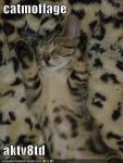 funny-pictures-cat-camoflauged-fur-blanket